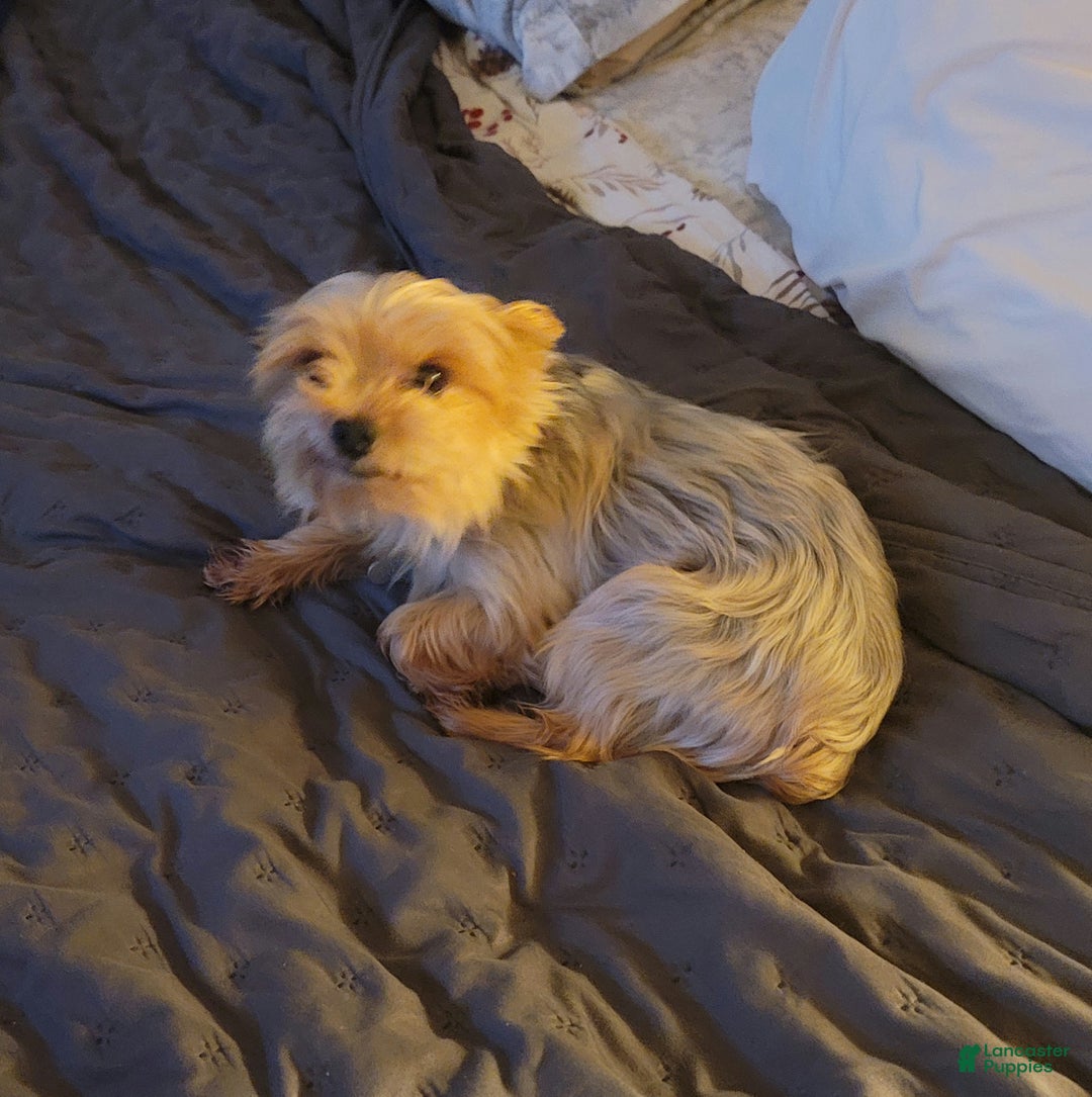 Morkie dogs for sale: Morkie Puppy 1 - Ad 5