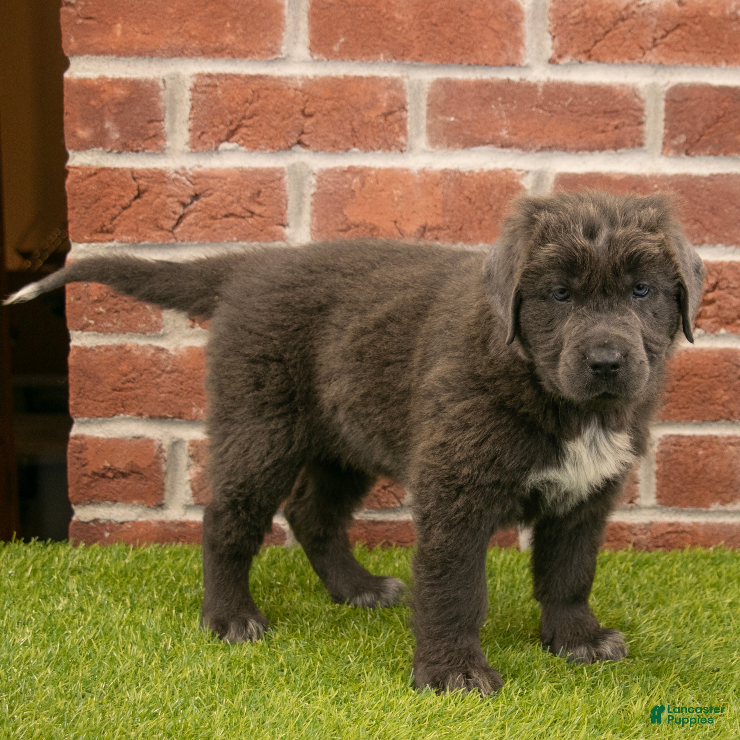 Newfoundland dogs Annie - Ad 2