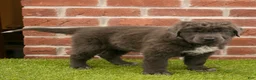 Newfoundland dogs for sale: Annie - Ad 2