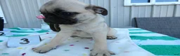 Pug dogs for sale: Pug 3 Kala - Ad 4