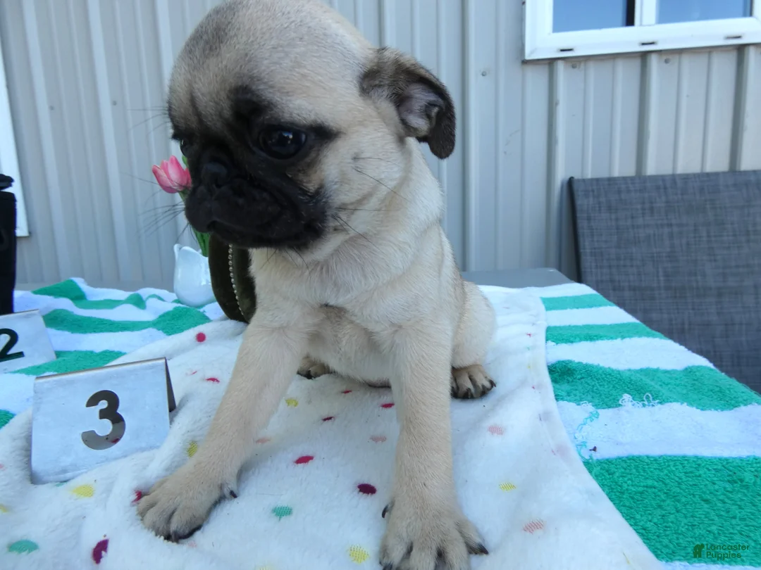 Pug dogs for sale: Pug 3 Kala - Ad 4