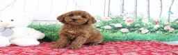 Mini Goldendoodle dogs for sale: Tina - Ad 3
