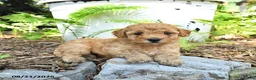 Havapoo dogs for sale: Teddy - Ad 3