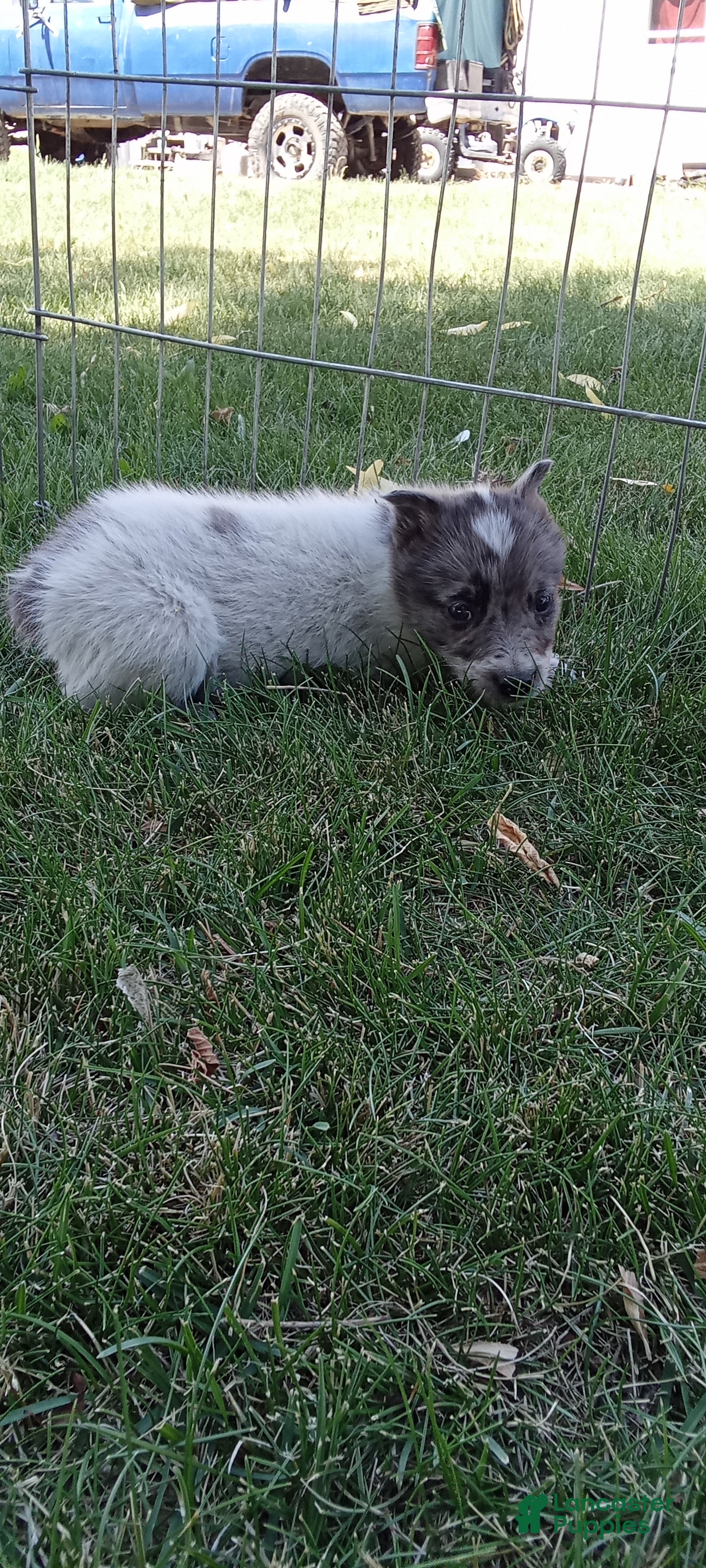 Australian Cattle Dog dogs Australian Cattle Dog 5 - Ad 6