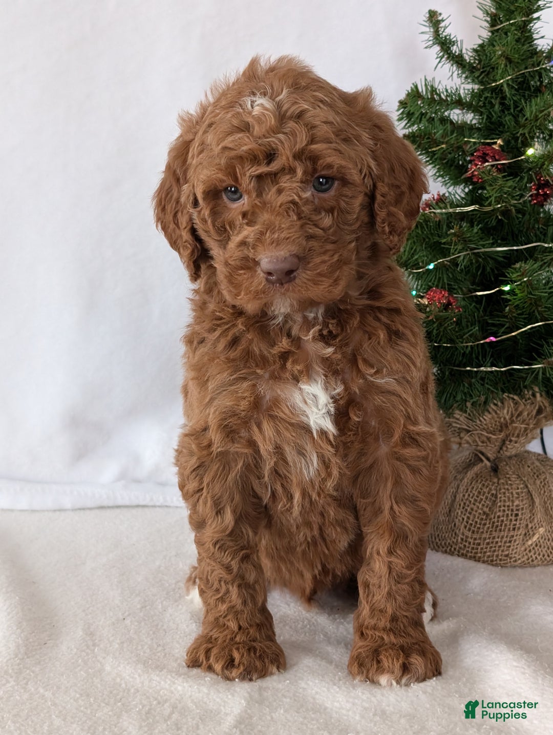 Goldendoodle dogs for sale: Porter  - Ad 19