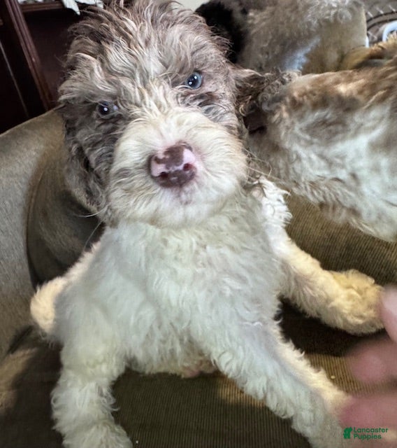 Standard Poodle dogs for sale: Standard Poodle Puppy 2 - Ad 3