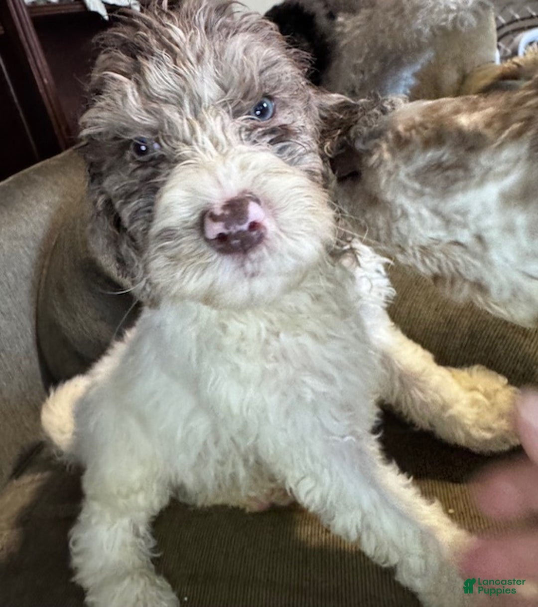 Standard Poodle dogs for sale: Standard Poodle Puppy 2 - Ad 1