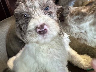 Standard Poodle dogs Standard Poodle Puppy 2 - Ad 13