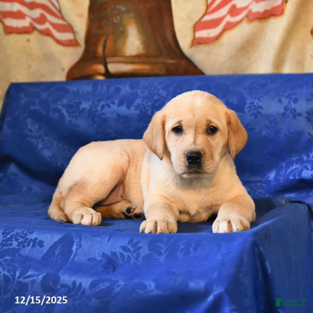 Labrador Retriever dogs for sale: Hazel - Ad 3