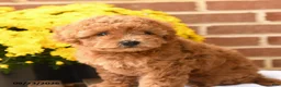 Maltipoo dogs for sale: Ruby - Ad 4