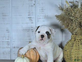 Mixed Breed dogs - Ad 13