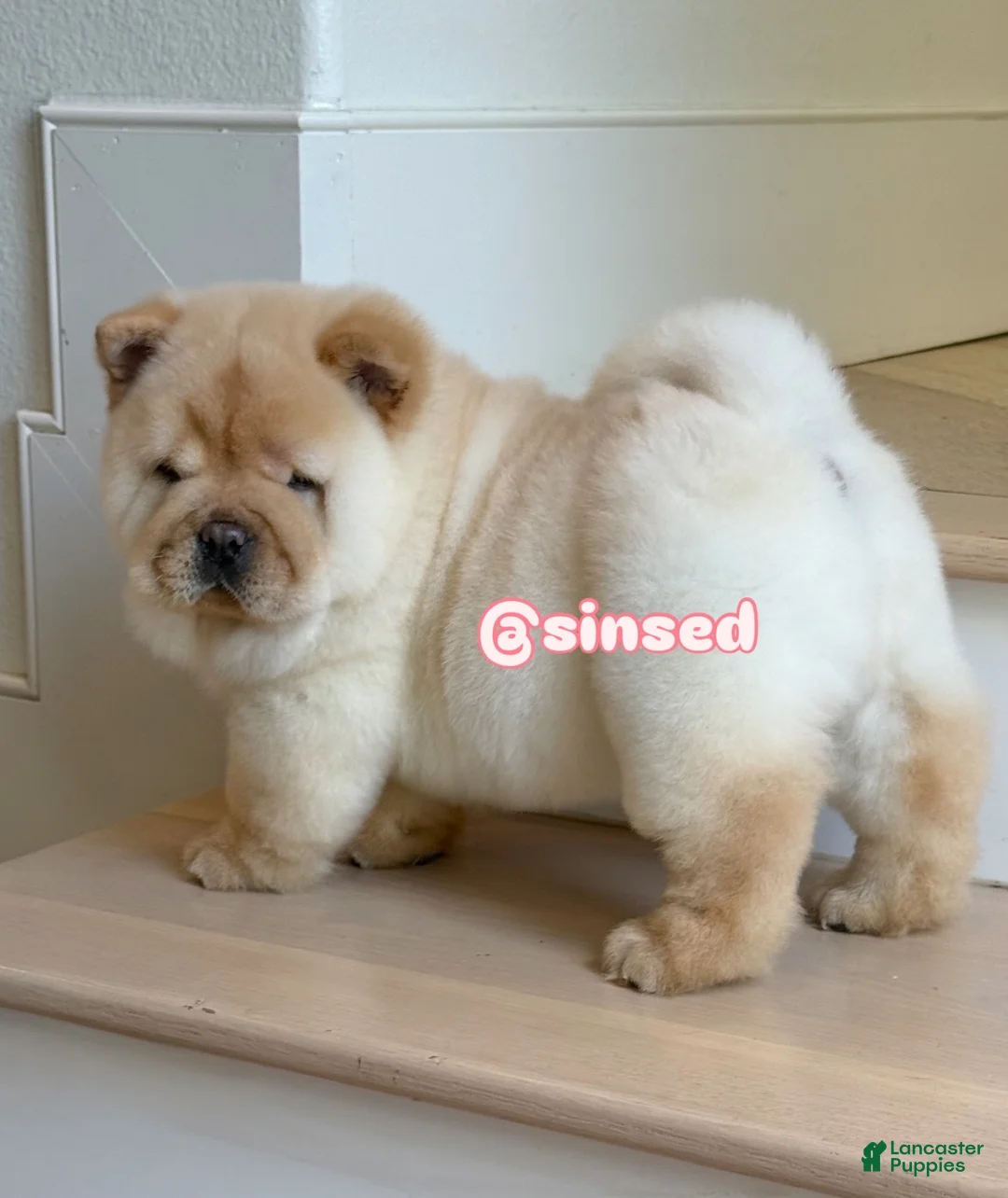 Chow Chow dogs for sale: St Nick  - Ad 11