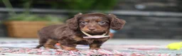 Miniature Dachshund dogs for sale: Rylie - Ad 9