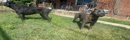Cane Corso dogs for sale: Cane Corso Puppy 4 - Ad 10