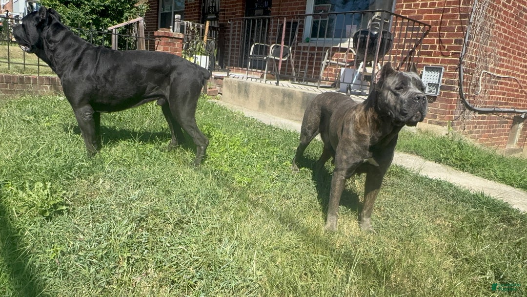 Cane Corso dogs for sale: Cane Corso Puppy 4 - Ad 10