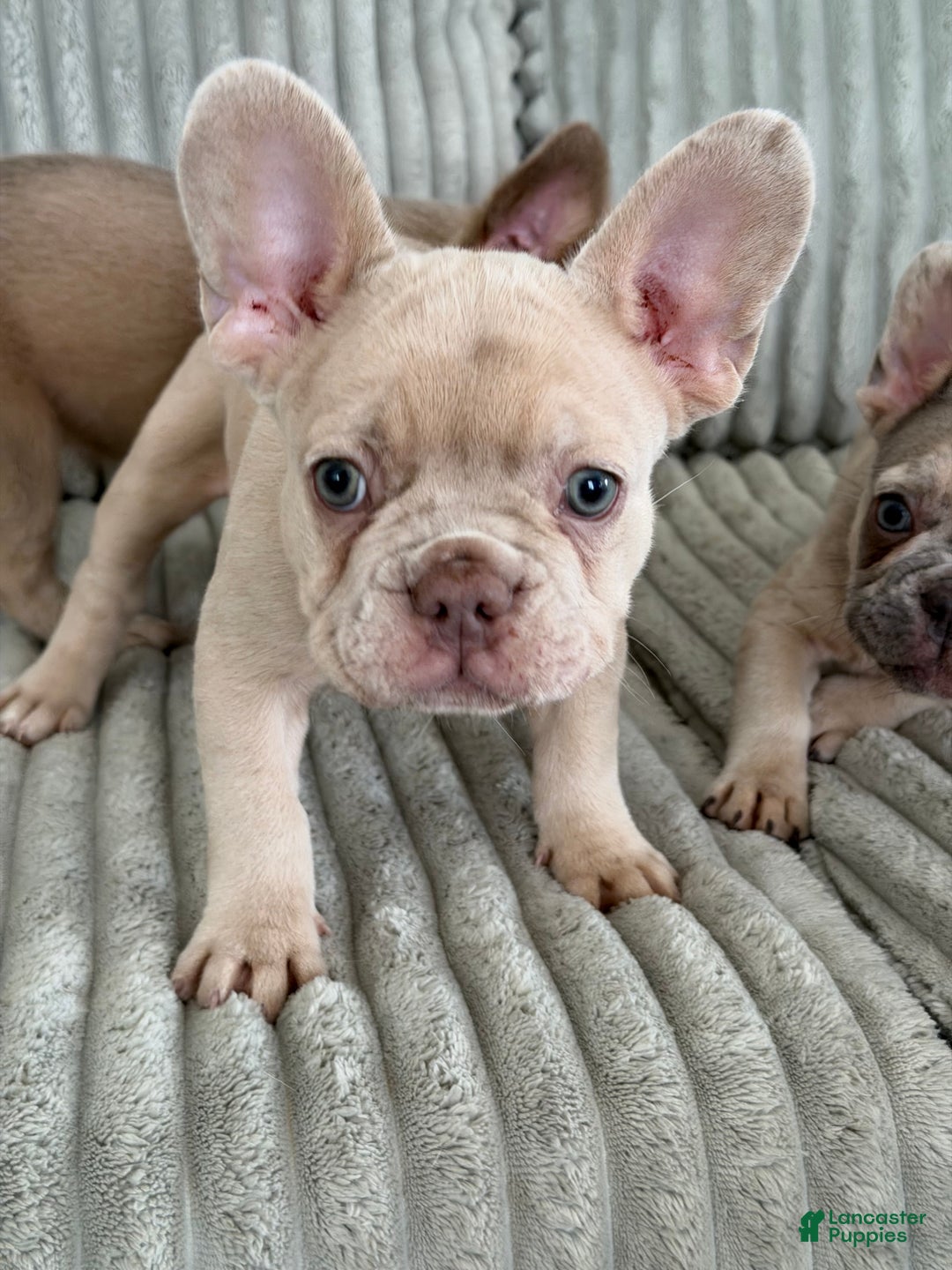 French Bulldog dogs for sale: French Bulldog Puppy 2 - Ad 6