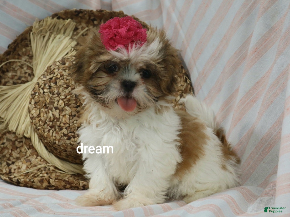 Shih Tzu dogs Cherokee  - Ad 1