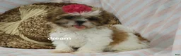 Shih Tzu dogs for sale: Cherokee  - Ad 1