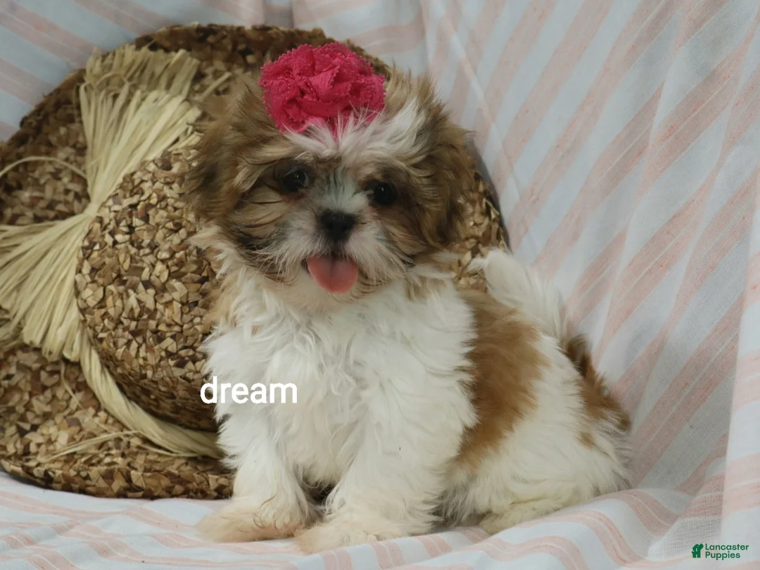 Shih Tzu dogs for sale: Cherokee  - Ad 1