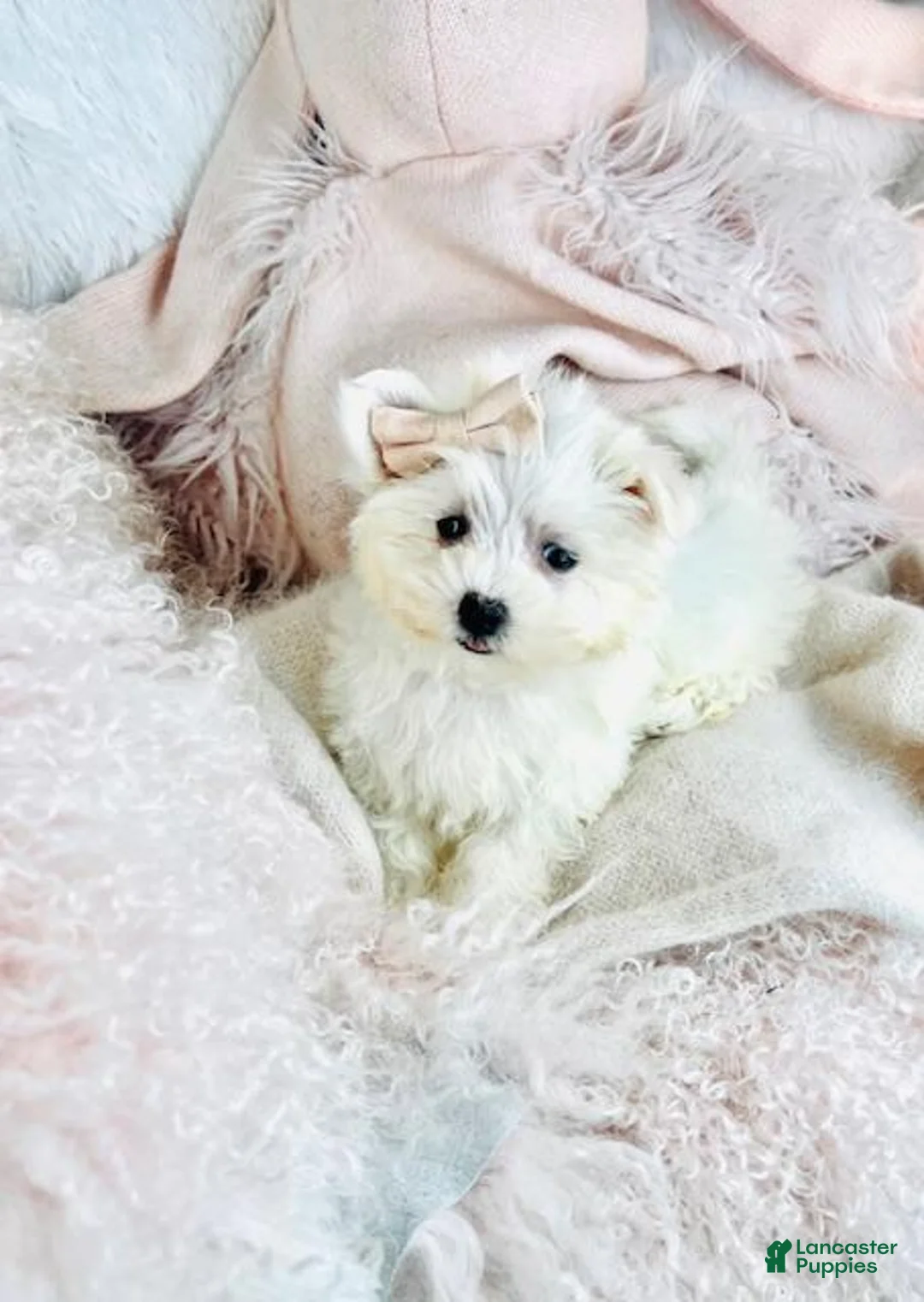 Maltese dogs for sale: Maltese Puppy 2 - Ad 3