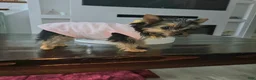 Yorkiepoo dogs for sale: Yorkiepoo Puppy 1 - Ad 1