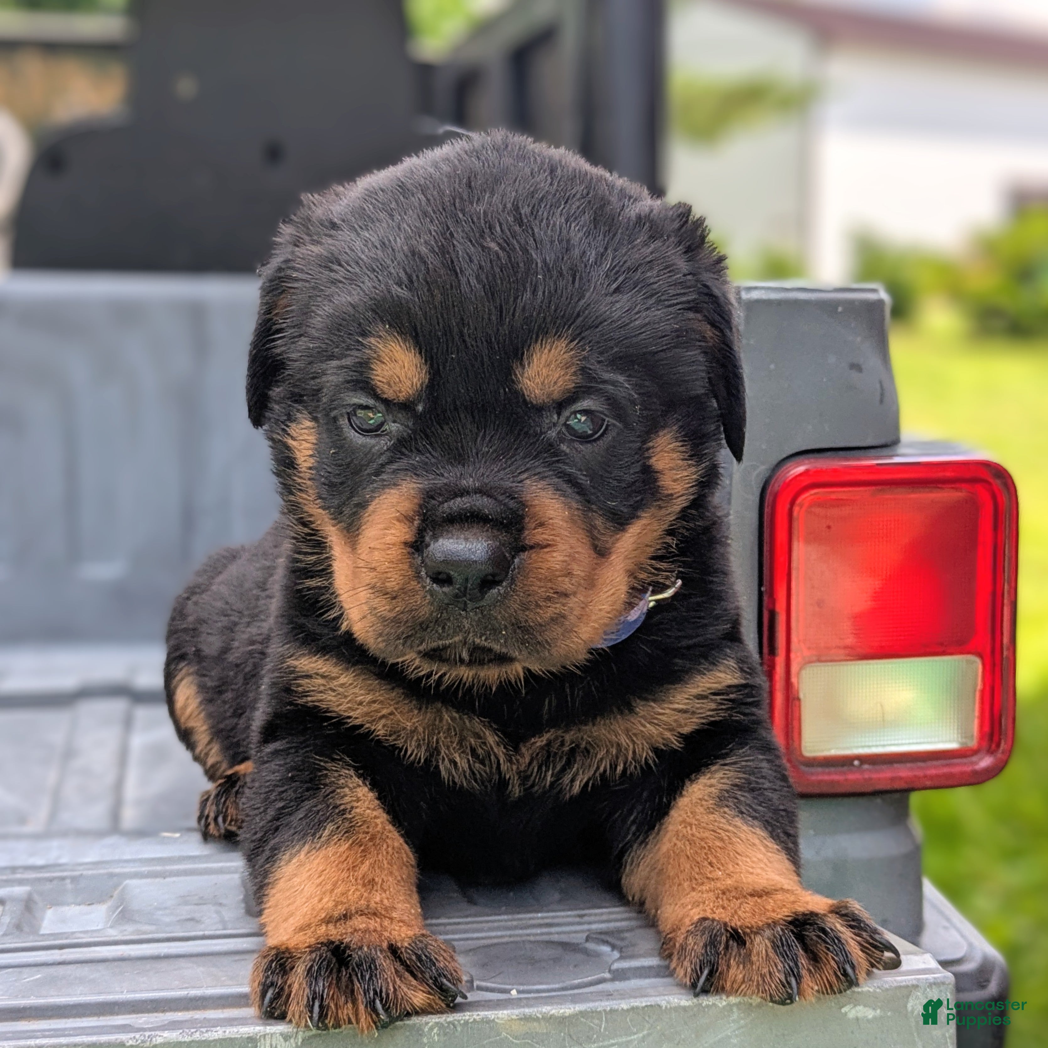Rottweiler dogs Porsha - Ad 1