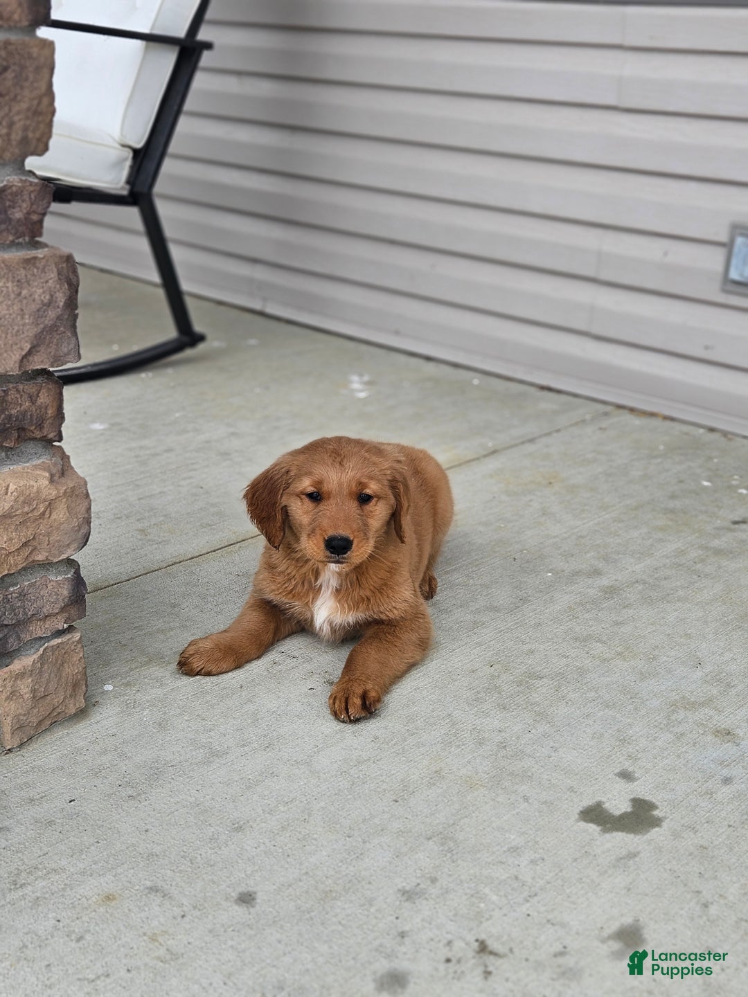 Golden Retriever dogs for sale: Charlie - Ad 4