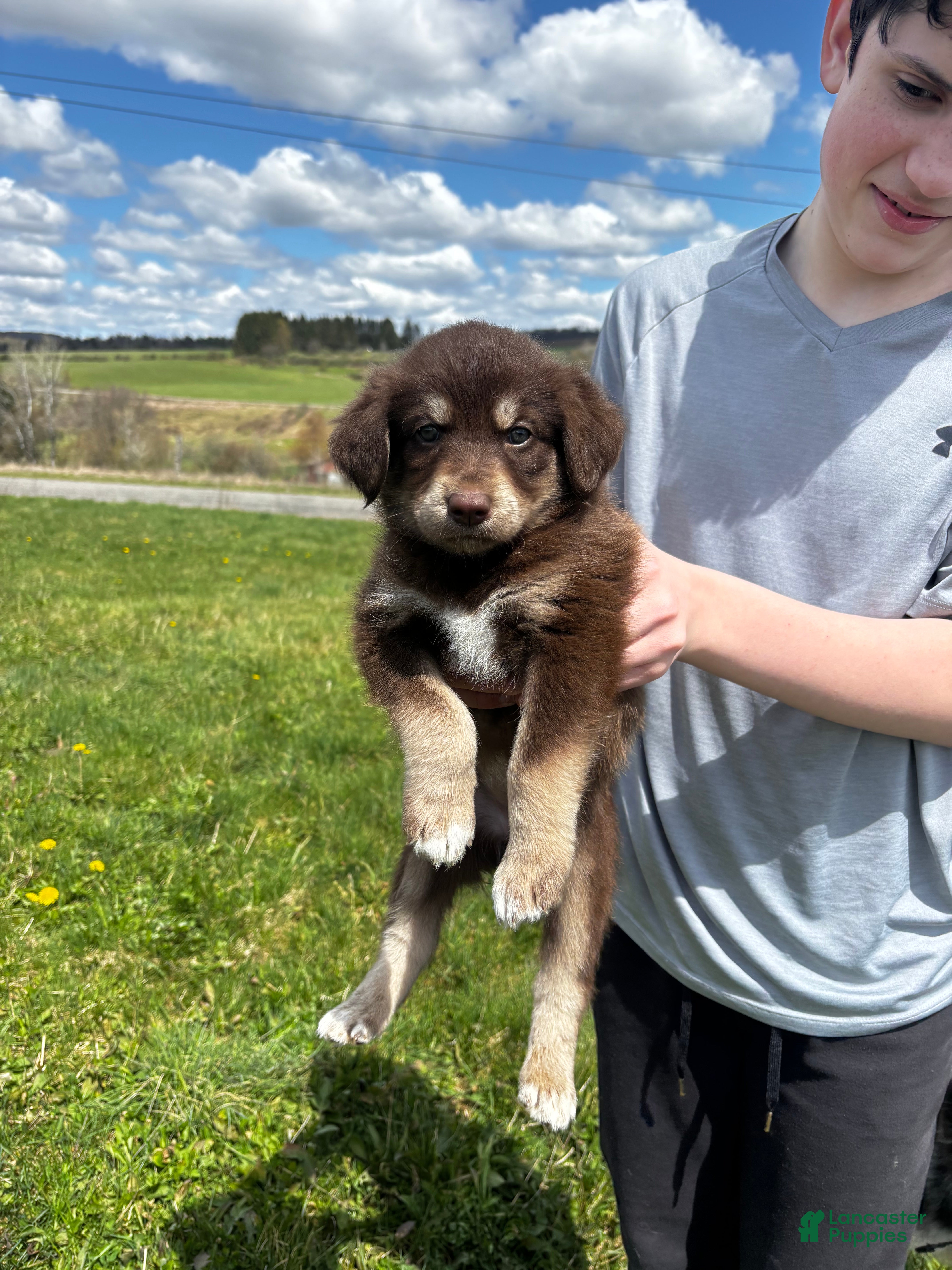 Huskipoo dogs C.C.  - Ad 1