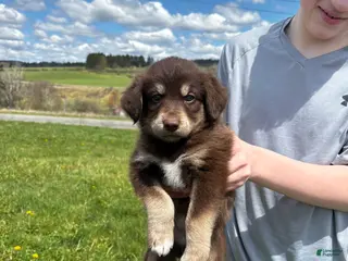 Huskipoo dogs C.C. - Ad 5