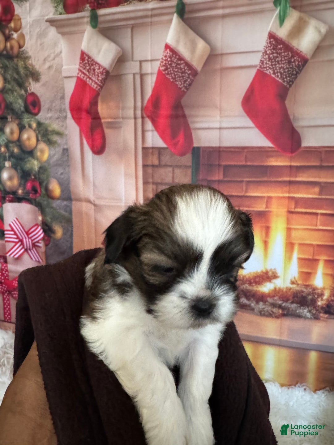 Shih Tzu dogs for sale: Shih Tzu Puppy 1 - Ad 2