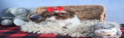 Shih Tzu dogs for sale: FINN - Ad 7