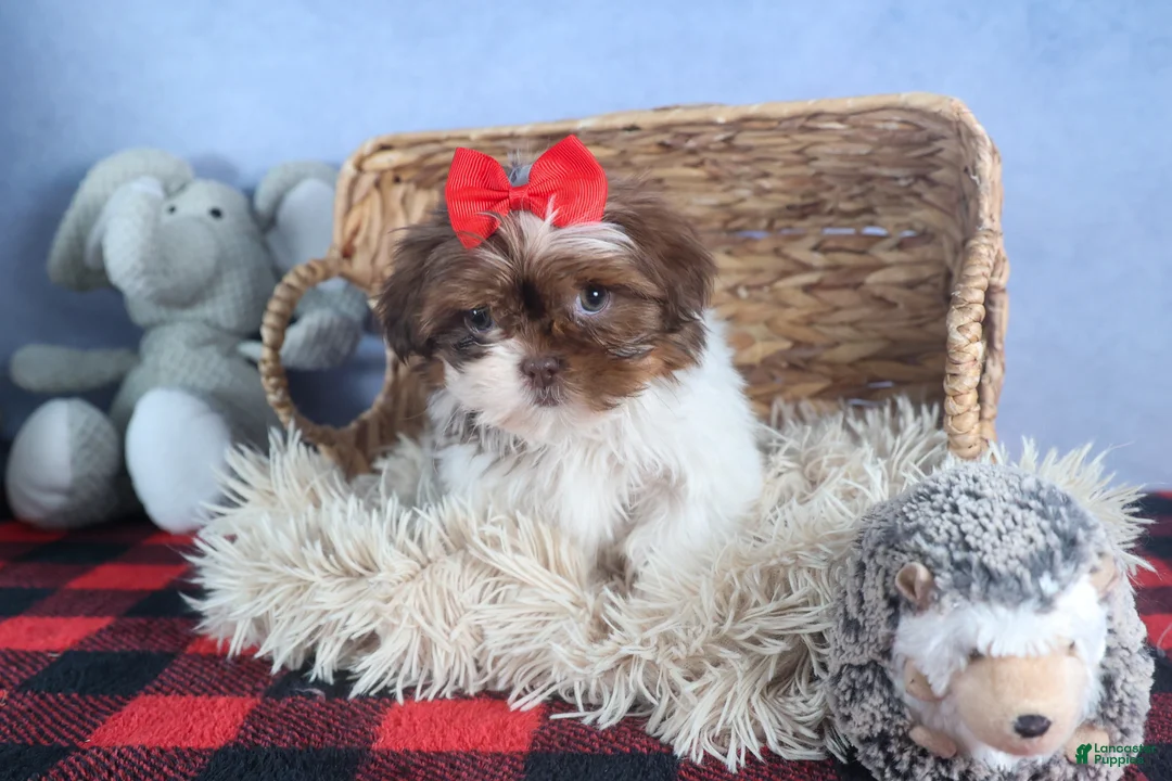 Shih Tzu dogs for sale: FINN - Ad 7