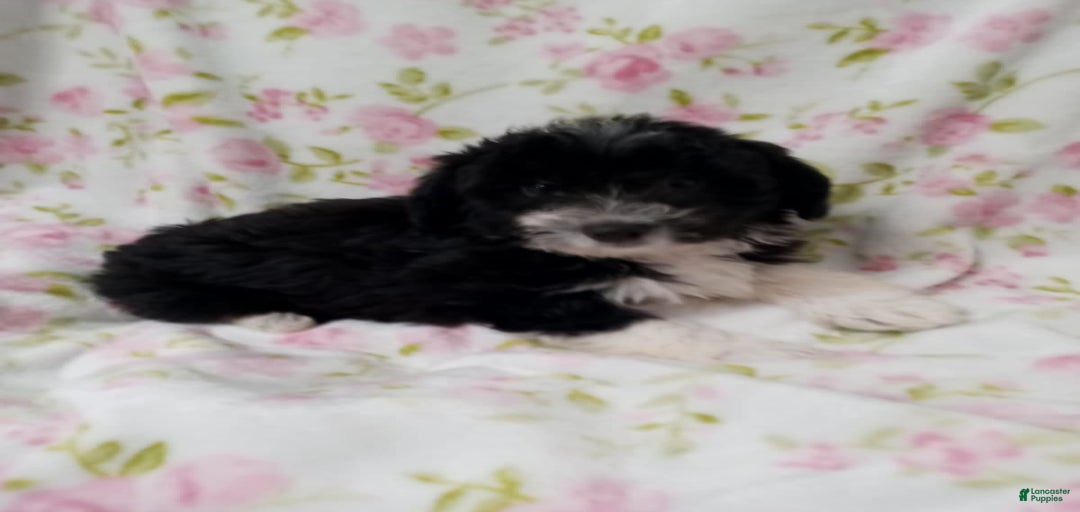 Gallery Image {{count}}