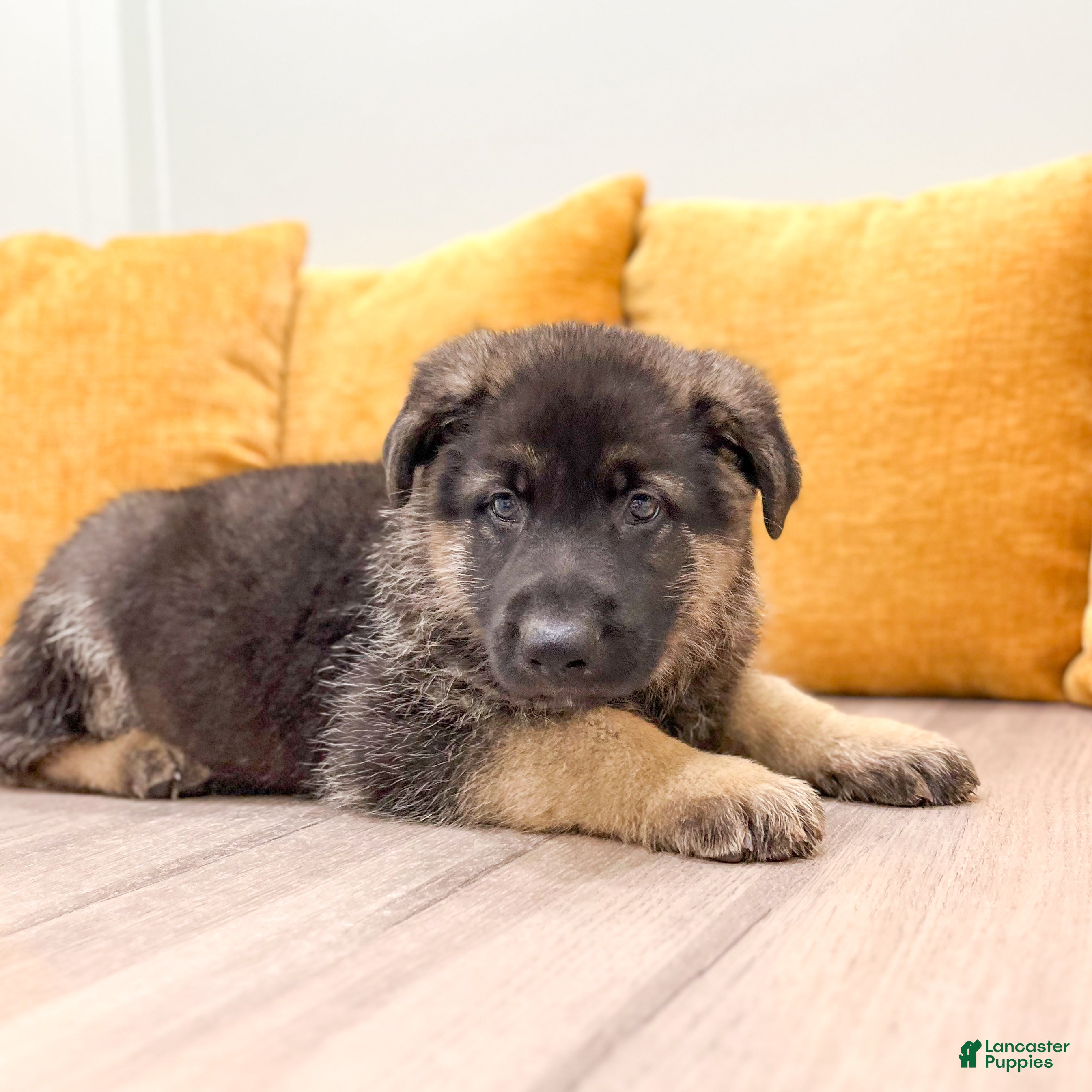 German Shepherd dogs Calvin - Ad 2
