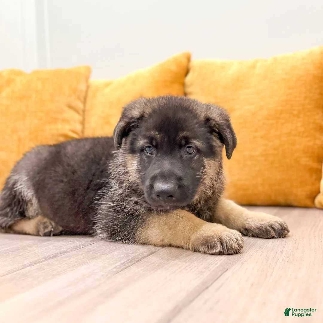 German Shepherd dogs for sale: Calvin - Ad 2