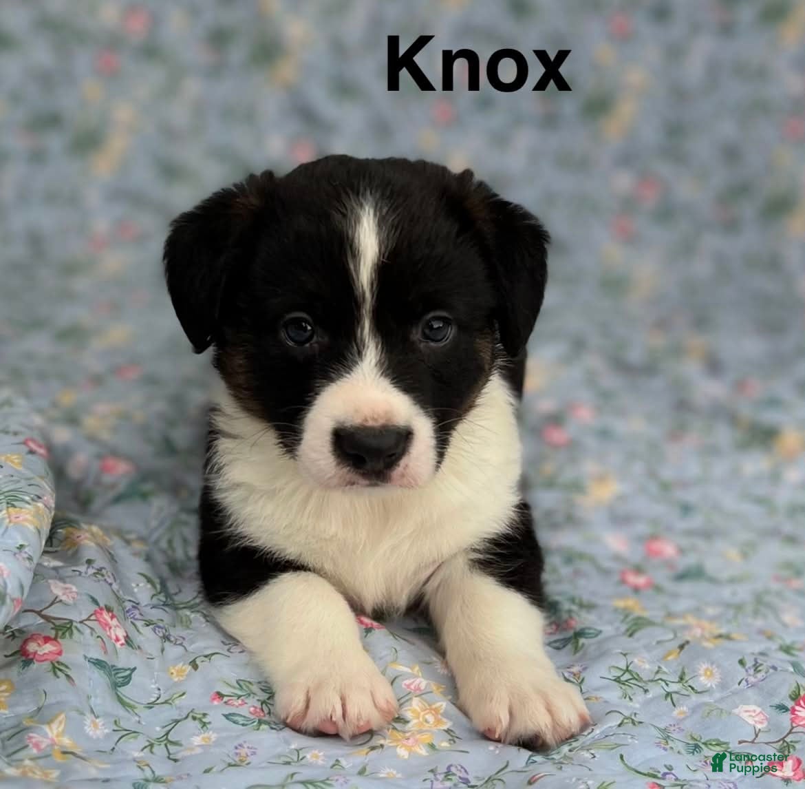 Welsh Corgi Cardigan dogs Knox - Ad 4