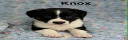 Welsh Corgi Cardigan dogs for sale: Knox - Ad 3