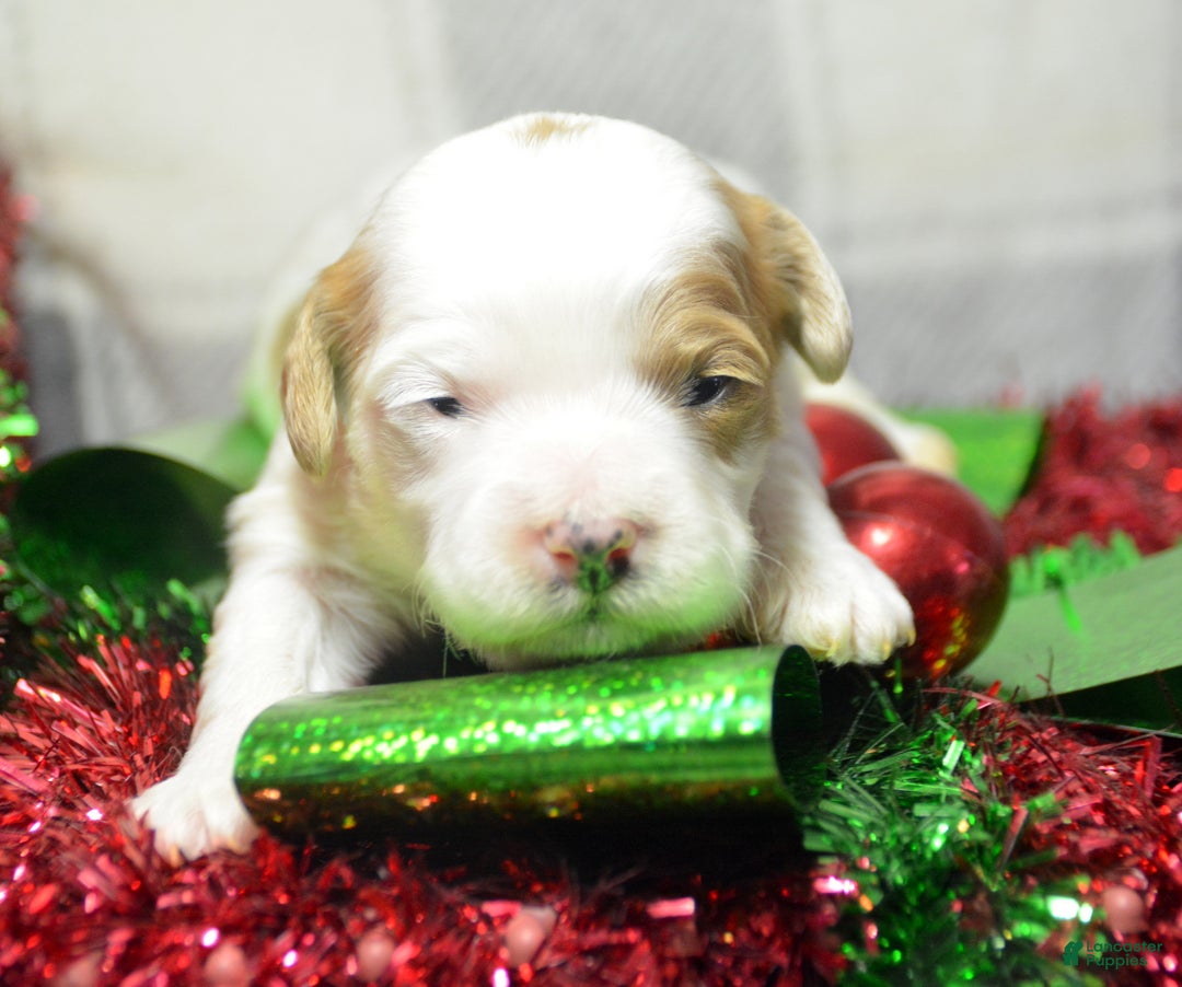 Cavapoo dogs for sale: Cavapoo Puppy 5 Cammie - Ad 4