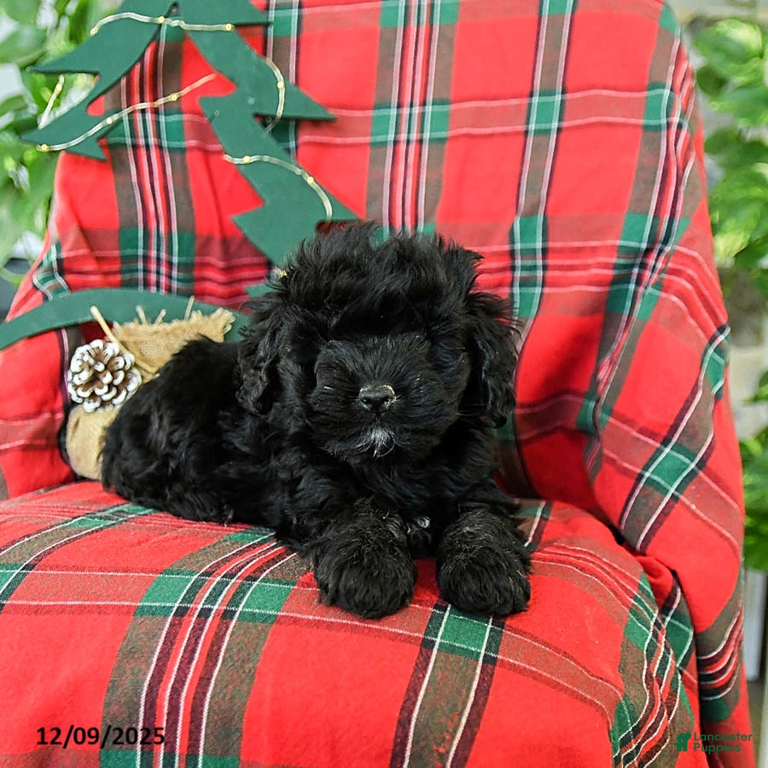 Cockapoo dogs for sale: Snuggles   - Ad 3