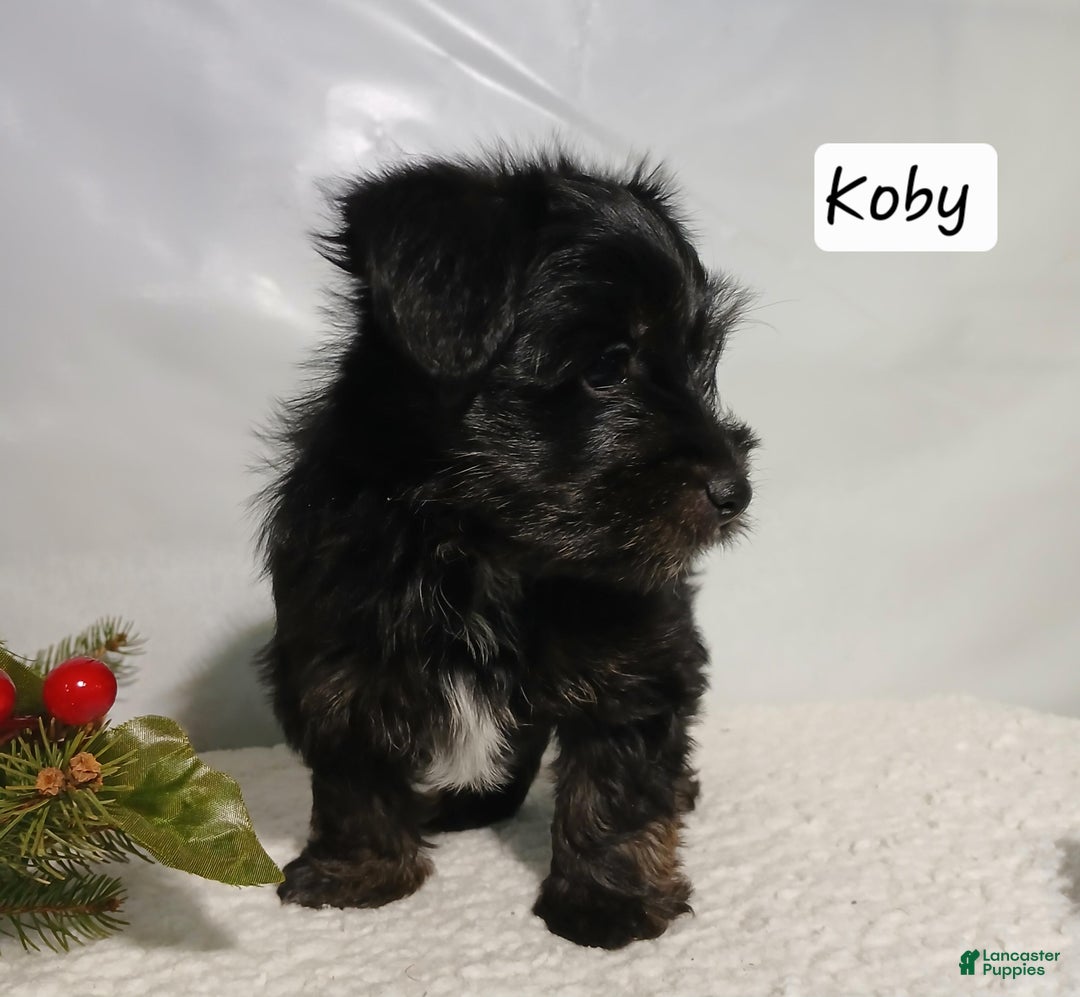 Yorkiepoo dogs for sale: Koby - Ad 6