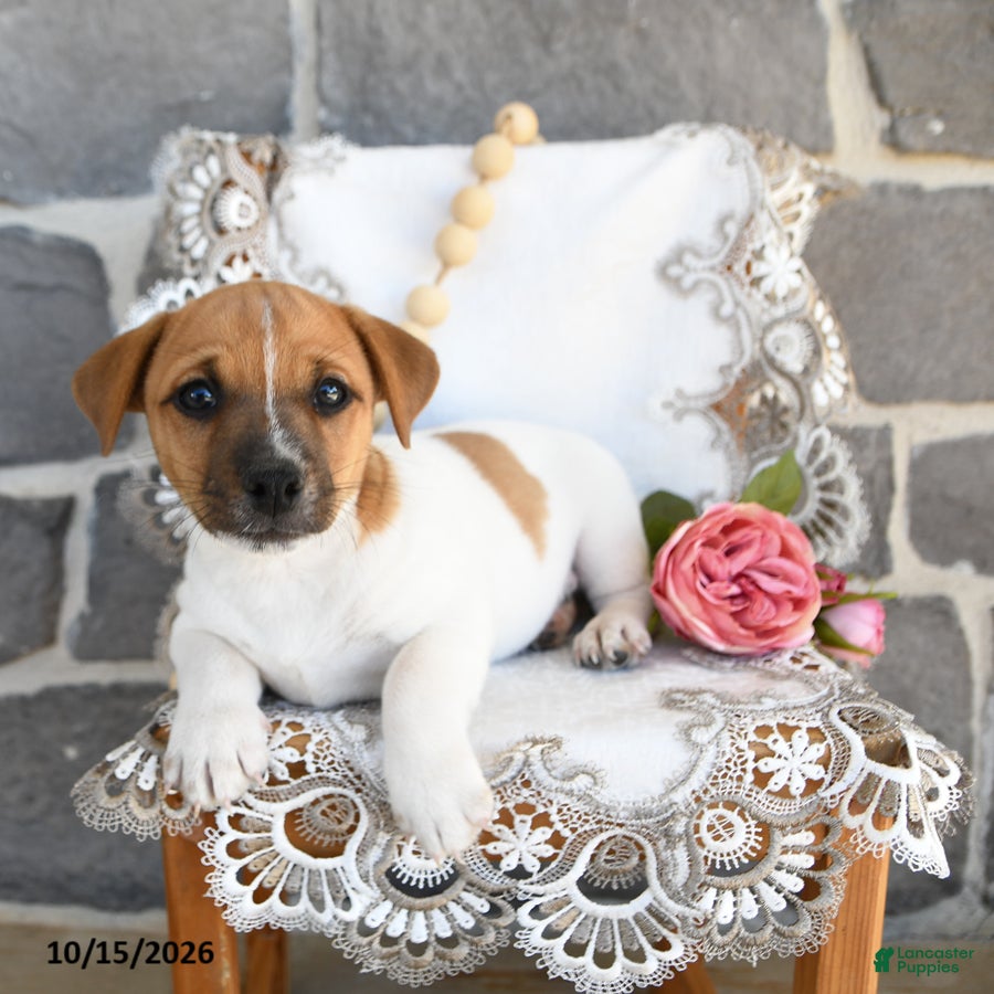 Jack Russell Terrier dogs for sale: Alex - Ad 2