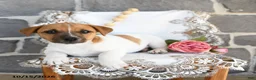 Jack Russell Terrier dogs for sale: Alex - Ad 2