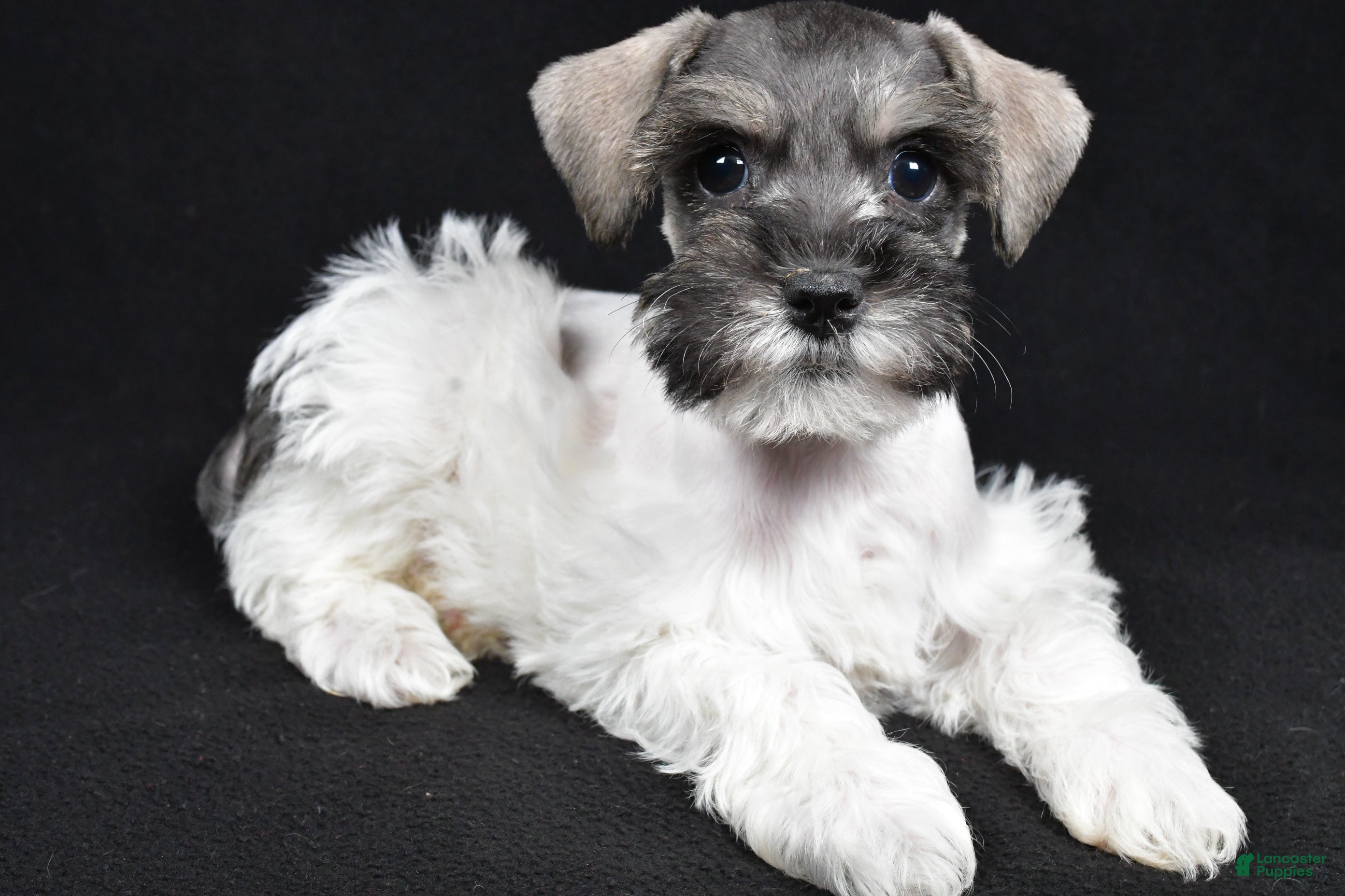 Schnoodle dogs Mysti - Ad 1