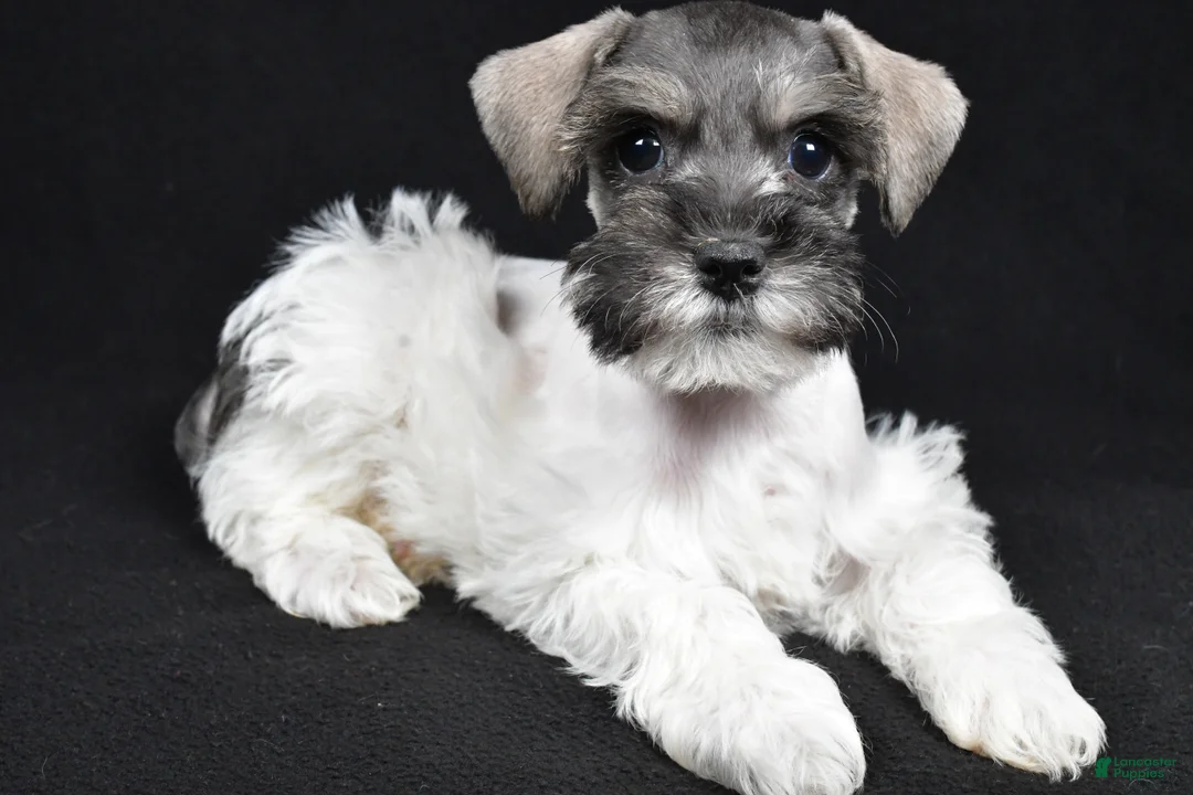 Schnoodle dogs for sale: Mysti - Ad 1