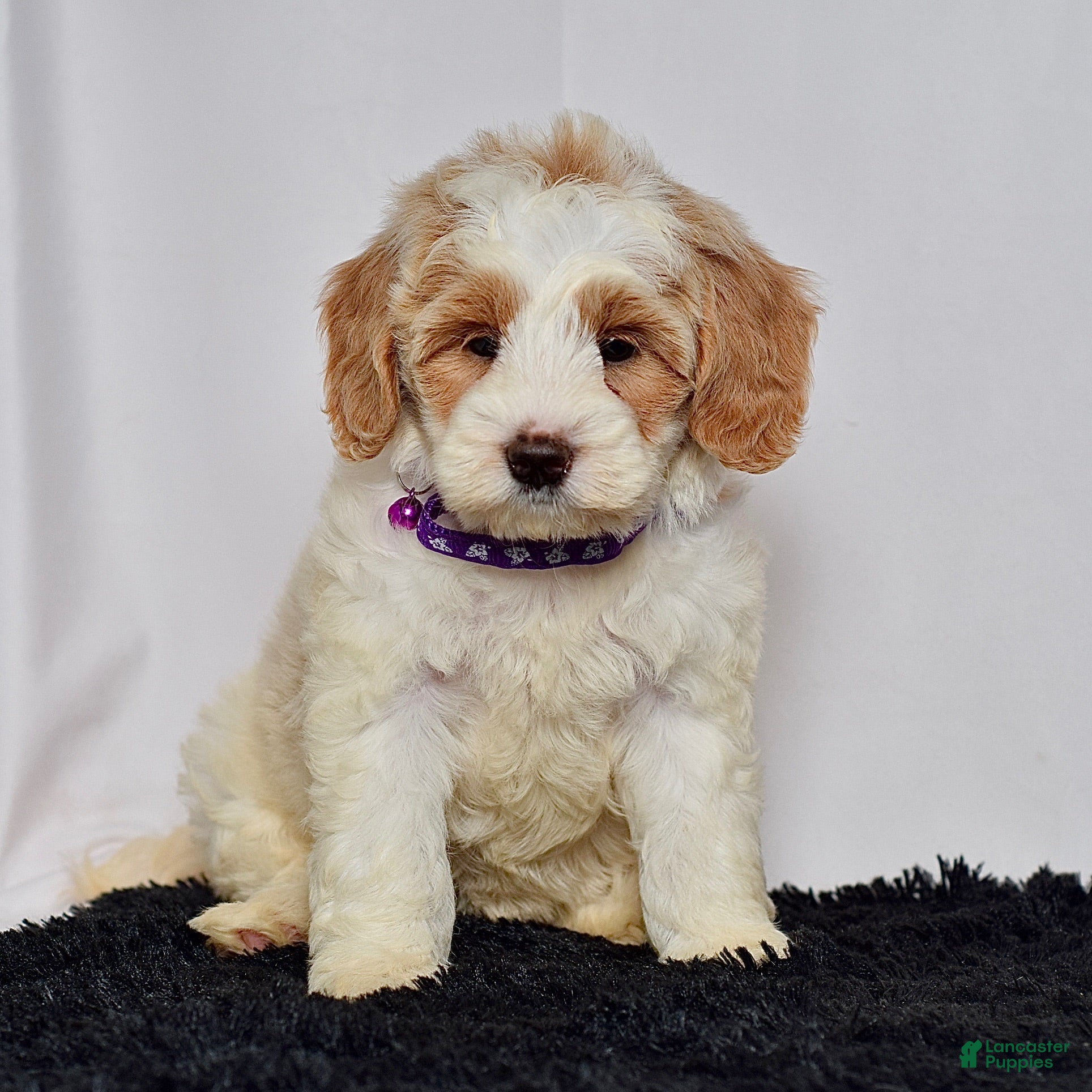 Mini Goldendoodle dogs Ms. Maddie - Ad 2