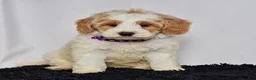 Mini Goldendoodle dogs for sale: Ms. Maddie - Ad 2