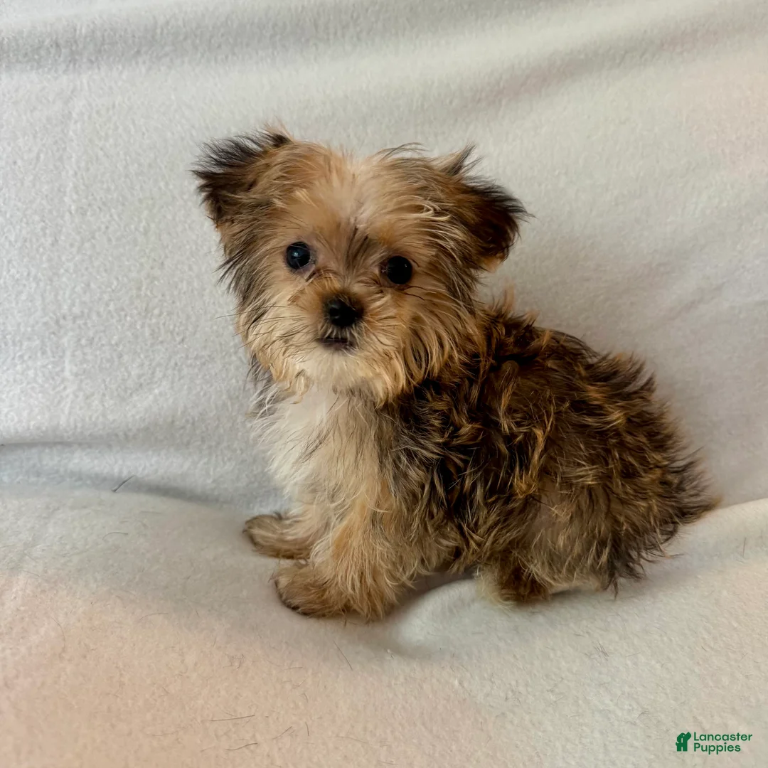 Shorkie dogs for sale: Petey - Ad 5