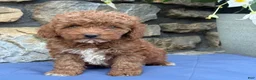 Miniature Poodle dogs for sale: Mabel - Ad 11