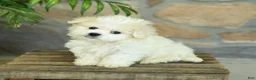 Teddy Bear dogs for sale: Takita - Ad 1