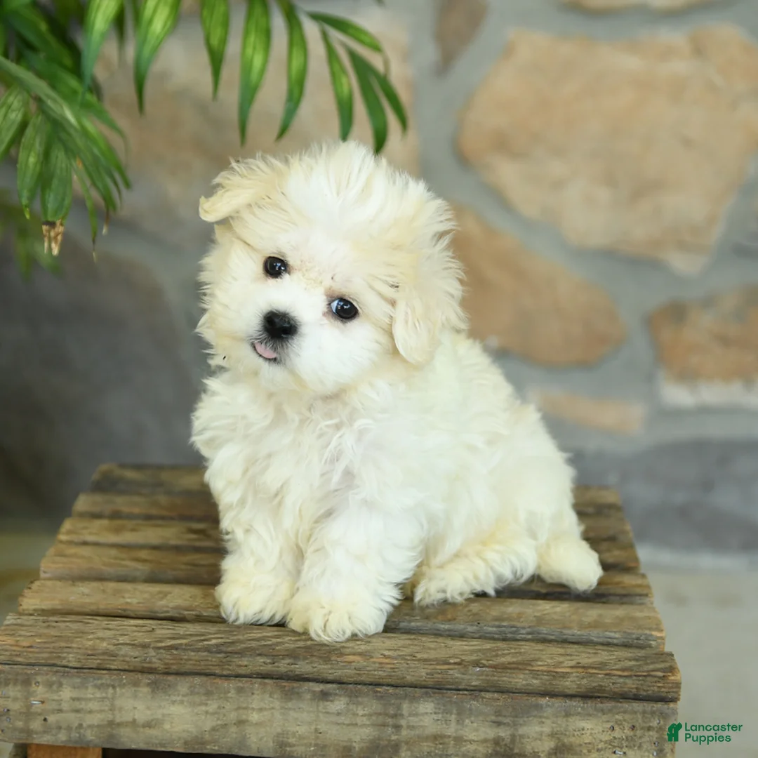 Teddy Bear dogs for sale: Takita - Ad 1